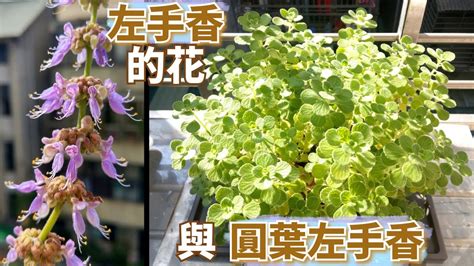 左手香風水|左手香開花風水：點解要小心擺放？